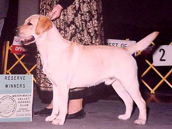 Reserve Winner's Dog